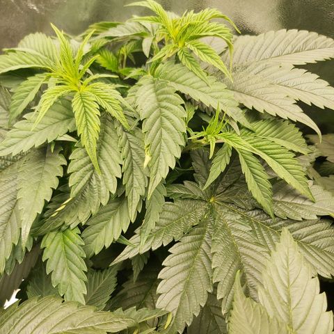 BagSeed A (x4) growlog photo: 10:30pm