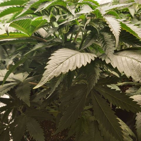 BagSeed A (x4) growlog photo: 10:30pm