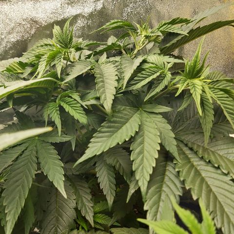 BagSeed A (x4) growlog photo: 10:30pm