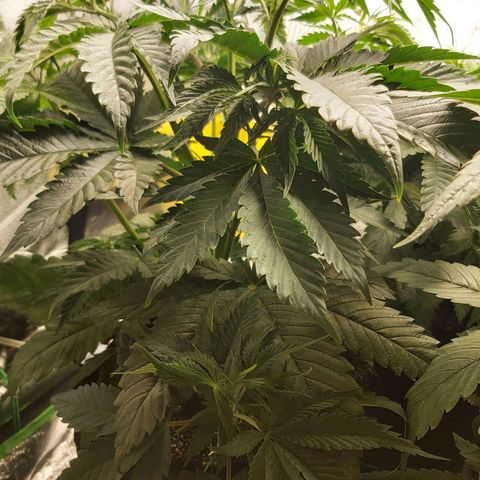 BagSeed A (x4) growlog photo: 10:30pm
