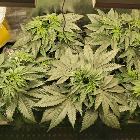 BagSeed A (x4) growlog photo: 10:30pm