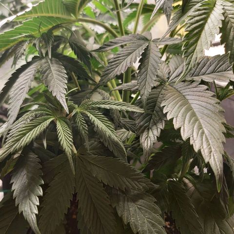 BagSeed A (x4) growlog photo: 10:30pm
