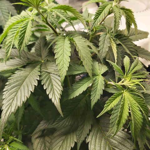 BagSeed A (x4) growlog timeline photo