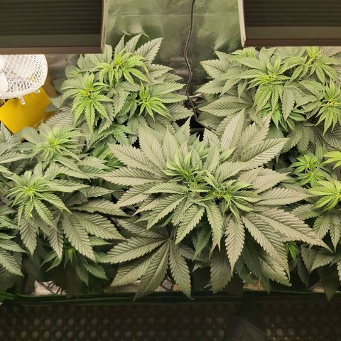 BagSeed A (x4) growlog timeline photo
