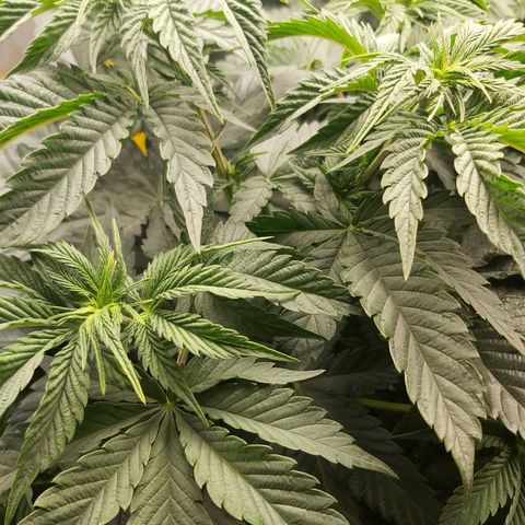 BagSeed A (x4) growlog timeline photo