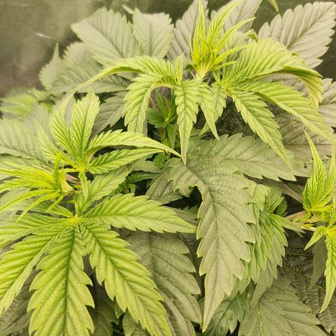 BagSeed A (x4) growlog timeline photo
