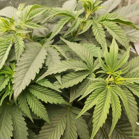 BagSeed A (x4) growlog timeline photo