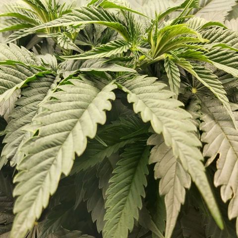BagSeed A (x4) growlog timeline photo