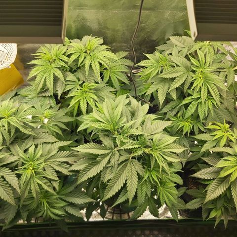 BagSeed A (x4) growlog timeline photo