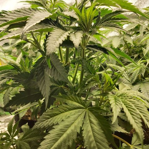 BagSeed A (x4) growlog timeline photo