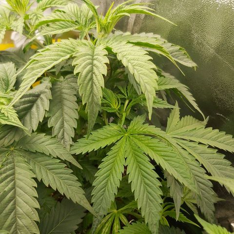 BagSeed A (x4) growlog timeline photo