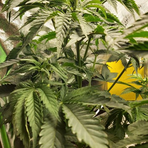 BagSeed A (x4) growlog photo: 9:23pm