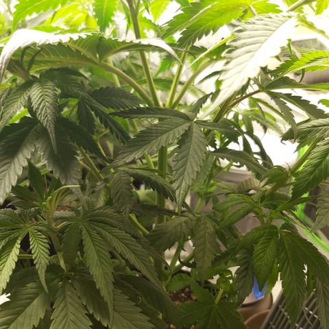 BagSeed A (x4) growlog timeline photo