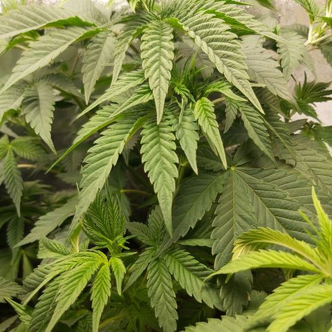 BagSeed A (x4) growlog timeline photo