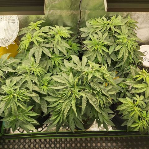 BagSeed A (x4) growlog photo: 9:43pm