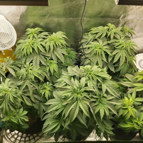 BagSeed A (x4) growlog photo: 9:34pm