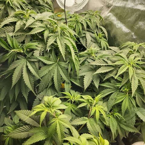 BagSeed A (x4) growlog timeline photo