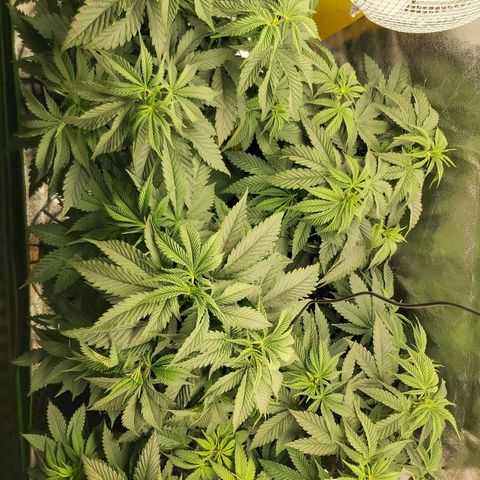 BagSeed A (x4) growlog timeline photo