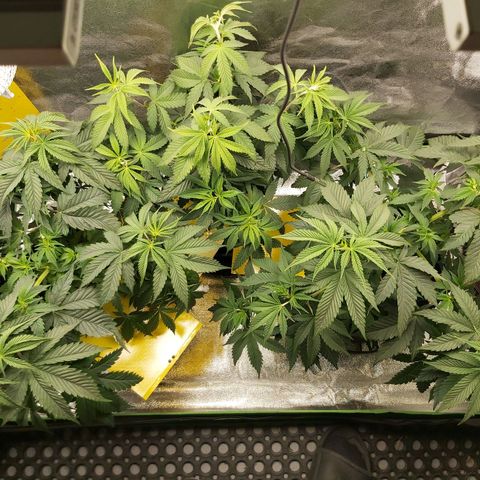 BagSeed A (x4) growlog timeline photo