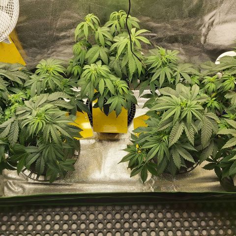 BagSeed A (x4) growlog timeline photo