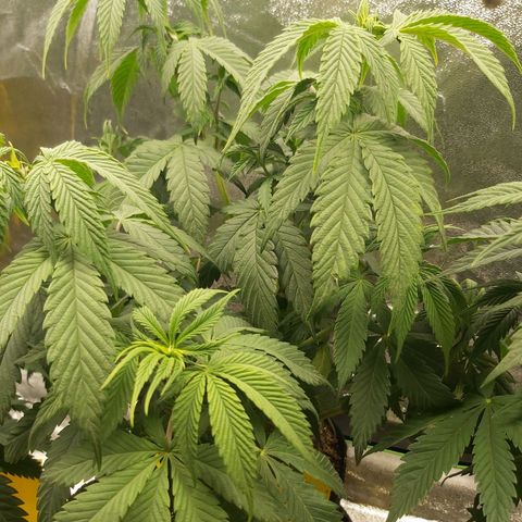 BagSeed A (x4) growlog timeline photo