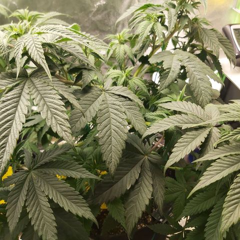 BagSeed A (x4) growlog timeline photo