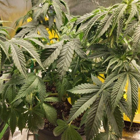 BagSeed A (x4) growlog timeline photo