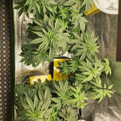 BagSeed A (x4) growlog timeline photo
