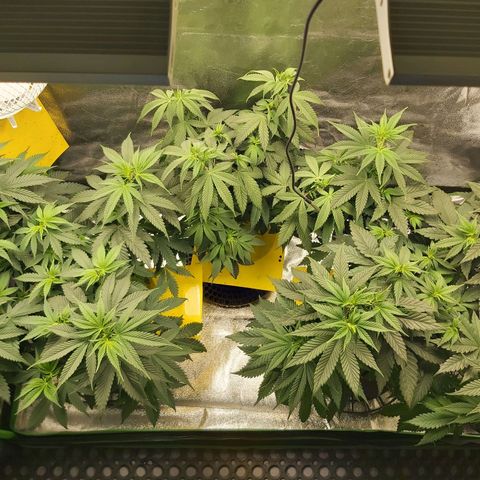 BagSeed A (x4) growlog timeline photo