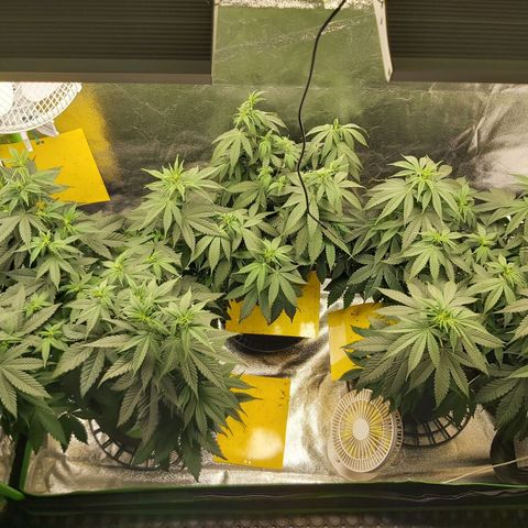 BagSeed A (x4) growlog timeline photo