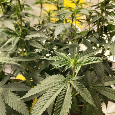 BagSeed A (x4) growlog timeline photo