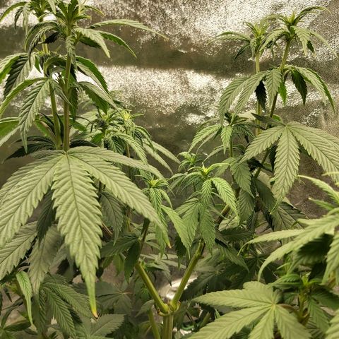 BagSeed A (x4) growlog timeline photo