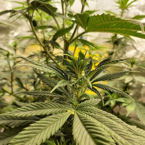 BagSeed A (x4) growlog timeline photo
