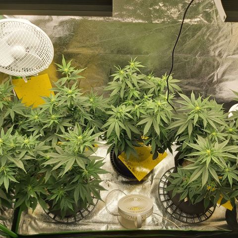 BagSeed A (x4) growlog timeline photo