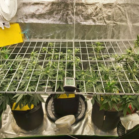 BagSeed A (x4) growlog timeline photo