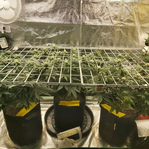 BagSeed A (x4) growlog timeline photo
