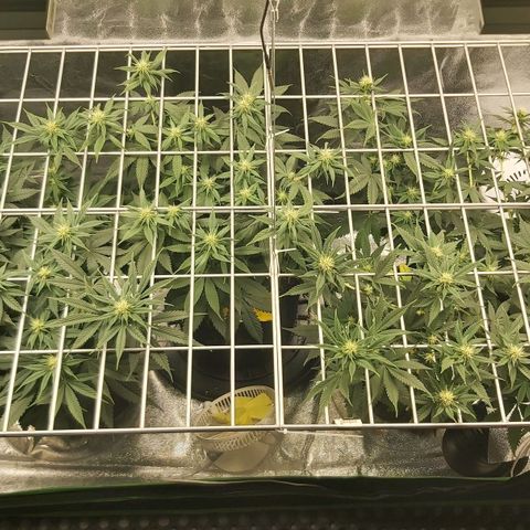 BagSeed A (x4) growlog timeline photo