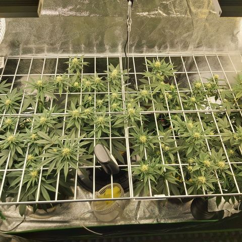 BagSeed A (x4) growlog timeline photo