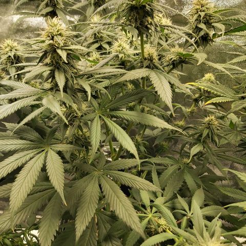 BagSeed A (x4) growlog timeline photo