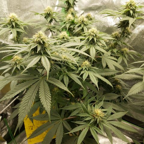 BagSeed A (x4) growlog photo: 6:35am