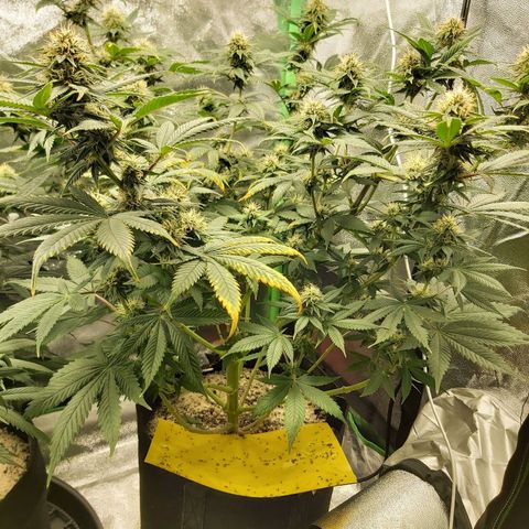 BagSeed A (x4) growlog timeline photo