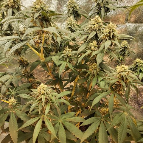 BagSeed A (x4) growlog timeline photo
