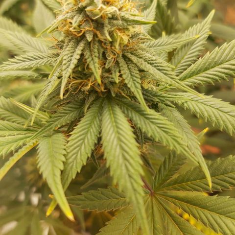 BagSeed A (x4) growlog timeline photo