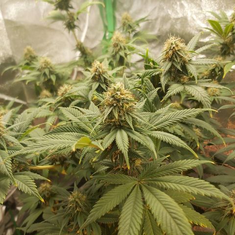 BagSeed A (x4) growlog timeline photo
