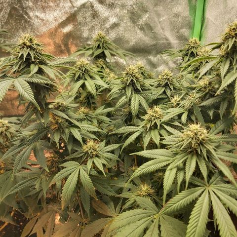 BagSeed A (x4) growlog timeline photo