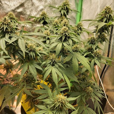 BagSeed A (x4) growlog timeline photo