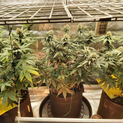 BagSeed A (x4) growlog timeline photo