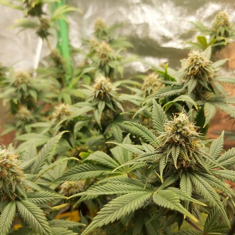 BagSeed A (x4) growlog timeline photo