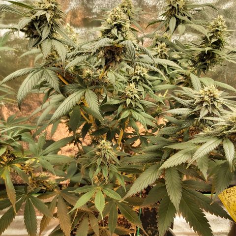 BagSeed A (x4) growlog timeline photo