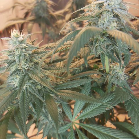 BagSeed A (x4) growlog timeline photo